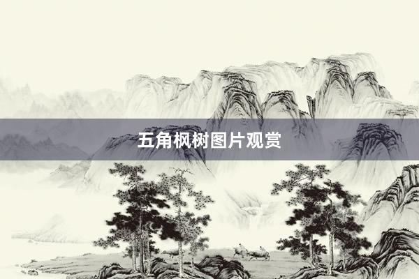 五角枫树图片观赏